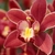 Orangeish flowers yellowish center petal
