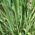Clump of grass with soft foliage