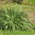 Clump of grass with soft foliage