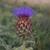 Cynara cardunculus