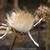 Cynara cardunculus
