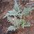 Artichoke leaves emerging in the spring
