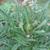 Artichoke plant with flower buds