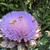 Artichoke flower