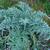 Artichoke plant