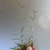 hand holding flowering shoots of fine-textured grass