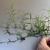 hand holding rhizomatous shoots of fine-textured grass
