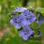 Cynoglossum amabile