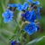 Cynoglossum amabile