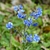 Cynoglossum amabile