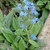 Cynoglossum amabile
