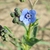 Cynoglossum amabile
