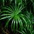 Cyperus alternifolius