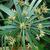 Cyperus alternifolius