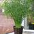 Cyperus alternifolius