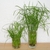 Cyperus alternifolius