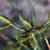 Cyperus spp.