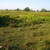 Naturalizing in TX