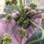 Inflorescence of nutlets in June