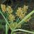 Cyperus esculentus L.