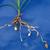 Cyperus esculentus L.