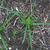 Cyperus esculentus L.