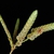 inflorescence (Greensboro, NC)-Late Summer
