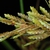 inflorescence (Greensboro, NC)-Late Summer