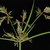 inflorescence (Greensboro, NC)-Late Summer