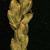 Cyperus spp.