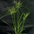 Cyperus iria