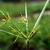 Cyperus spp.