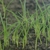 Cyperus iria