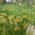 Seed heads