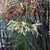 Cyperus prolifer