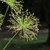 Cyperus prolifer