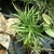 Cyperus prolifer
