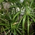 Cyperus prolifer