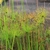 Cyperus prolifer