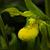 Cyprepedium reginae blossom