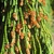 Cypressus nootkatensis 'Pendula'