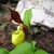 Cypripedium calceolus