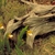 Cypripedium calceolus