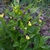 Cypripedium calceolus