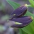 Cypripedium calceolus