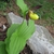 Cypripedium calceolus