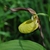Cypripedium calceolus