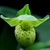 Cypripedium flavum