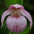 Cypripedium macranthos