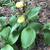Cypripedium parviflorum